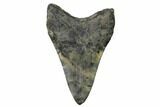 Fossil Megalodon Tooth - South Carolina #148722-2